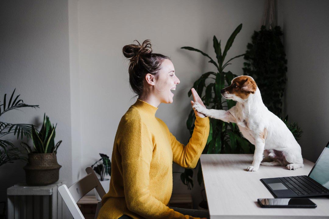 Junge Frau gibt ihrem Hund ein High Five. Symbol für unsere Tierhalter-Haftpflicht und weitere uniVersa Haftpflichtprodukte